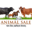 Animal Selling :  गाय भैंस (खरीदना बेचना)