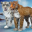 Arctic Leopard Simulator Game